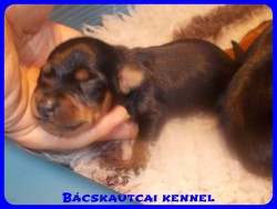 Bcskautcai Zack-Jack
