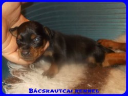 Bcskautcai Zack-Jack