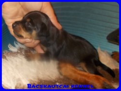Bcskautcai Zack-Jack