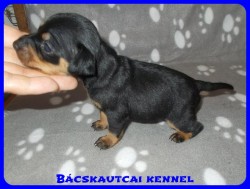 Bcskautcai Zack-Jack