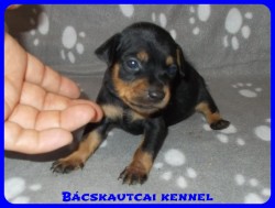Bcskautcai Zack-Jack