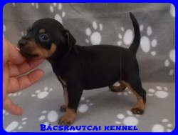 Bcskautcai Zack-Jack