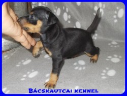 Bcskautcai Zack-Jack