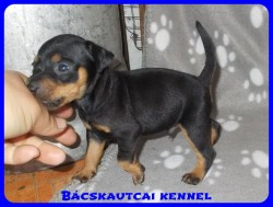 Bcskautcai Zack-Jack