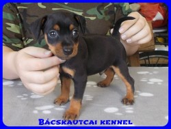 Bcskautcai Zack-Jack