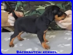 Bcskautcai Zack-Jack