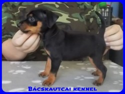 Bcskautcai Zack-Jack