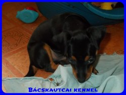 Bcskautcai Zack-Jack