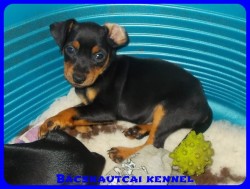 Bcskautcai Zack-Jack