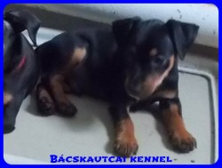 Bcskautcai Zack-Jack