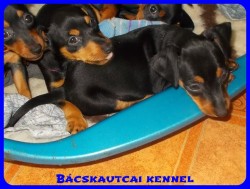 Bcskautcai Zack-Jack