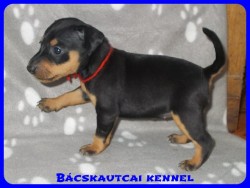 Bcskautcai Zafira