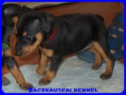 Bcskautcai Zafira