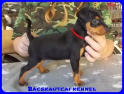 Bcskautcai Zafira