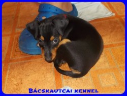 Bcskautcai Zafira