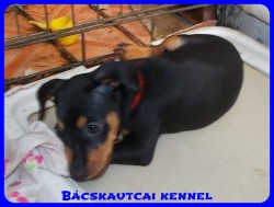 Bcskautcai Zafira
