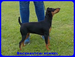 Bcskautcai Zafira