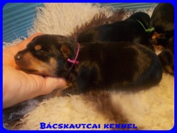 Bcskautcai Zia 