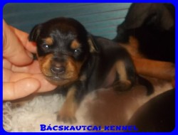 Bcskautcai Zia