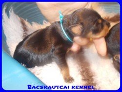Bcskautcai Zuma