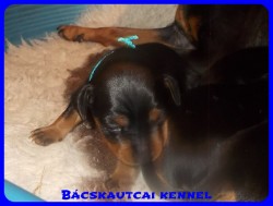 Bcskautcai Zuma