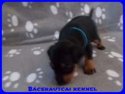 Bcskautcai Zuma