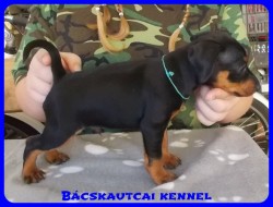 Bcskautcai Zuma