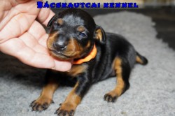 Bcskautcai Zazi