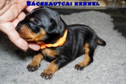 Bcskautcai Zazi