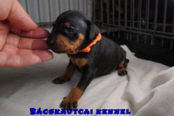 Bcskautcai Zazi