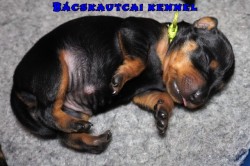 Bcskautcai Zja