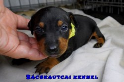 Bcskautcai Zja