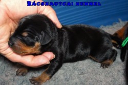 Bcskautcai Zorka