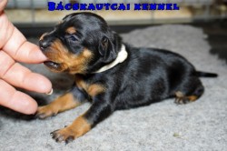 Bcskautcai Zorka