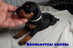 Bcskautcai Zorka