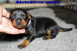 Bcskautcai Zuzm