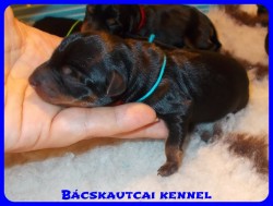 trpe pinscher Zs-alom
