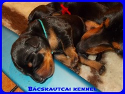 trpe pinscher Zs-alom