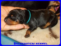 trpe pinscher Zs-alom