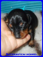trpe pinscher Zs-alom