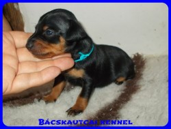 trpe pinscher Zs-alom
