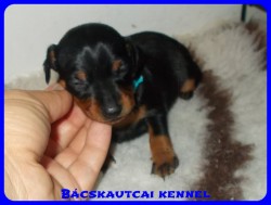 trpe pinscher Zs-alom