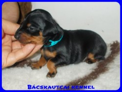 trpe pinscher Zs-alom