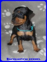 trpe pinscher Zs-alom