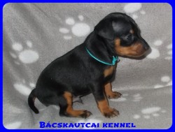 trpe pinscher Zs-alom