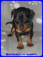 trpe pinscher Zs-alom