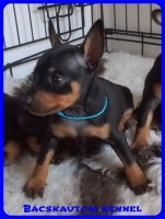 trpe pinscher Zs-alom
