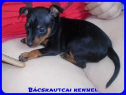 trpe pinscher Zs-alom