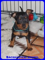 trpe pinscher Zs-alom
