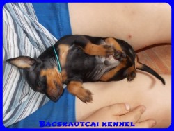 trpe pinscher Zs-alom